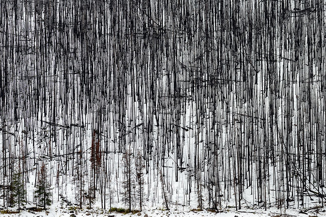 Sergey Pesterev. Fall in Canada. Dead forest