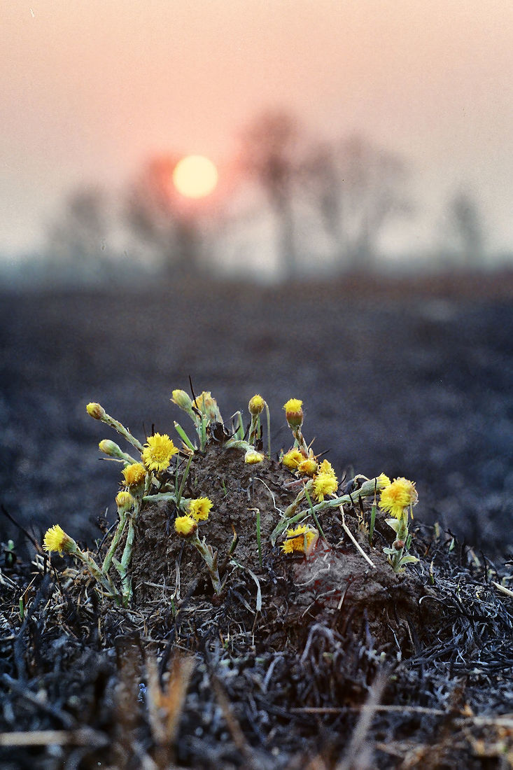 Sergey Pesterev. Middle zone of Russia. Без названия