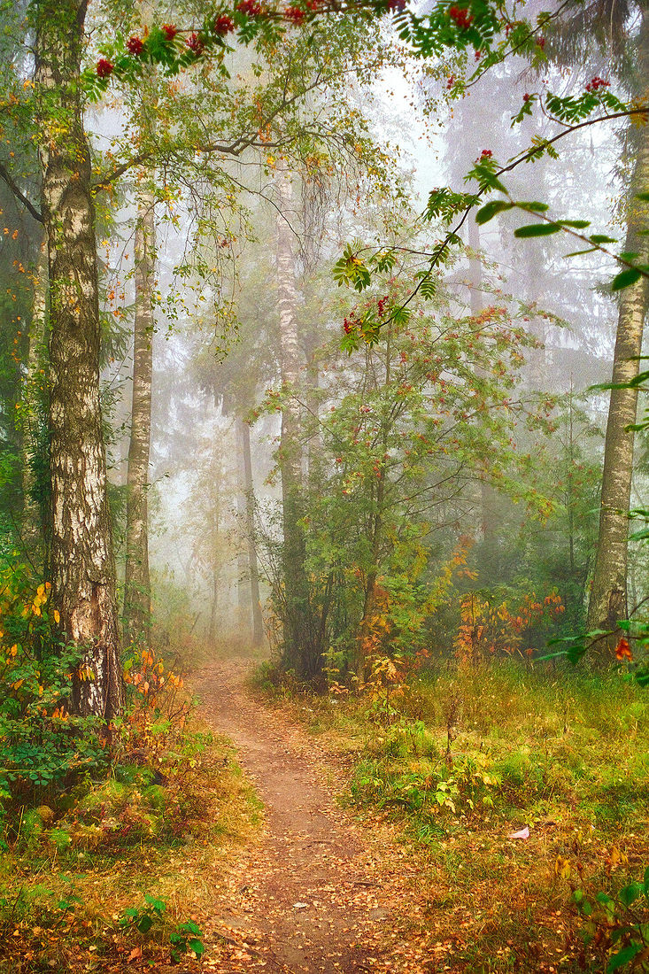 Sergey Pesterev. Middle zone of Russia. Без названия